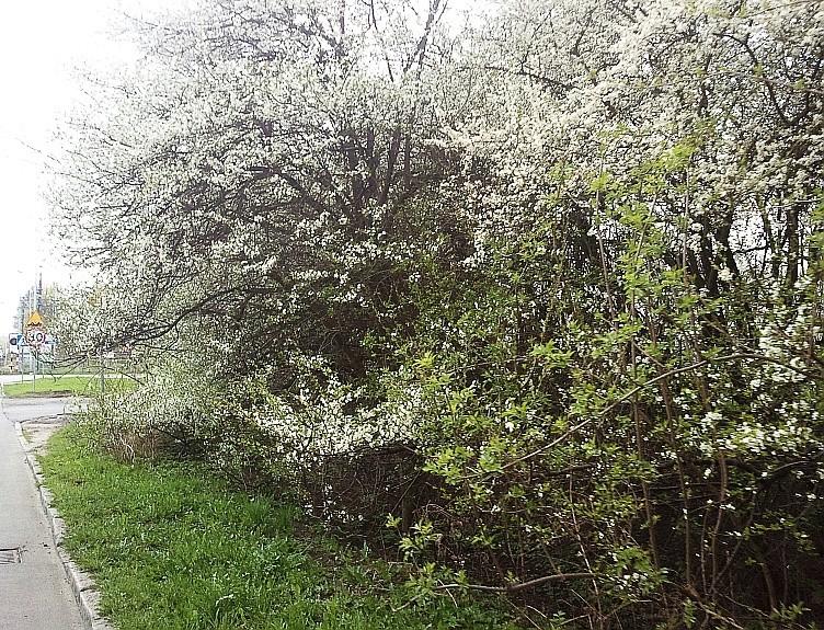 Kwitnące pobocze na Cukrowej