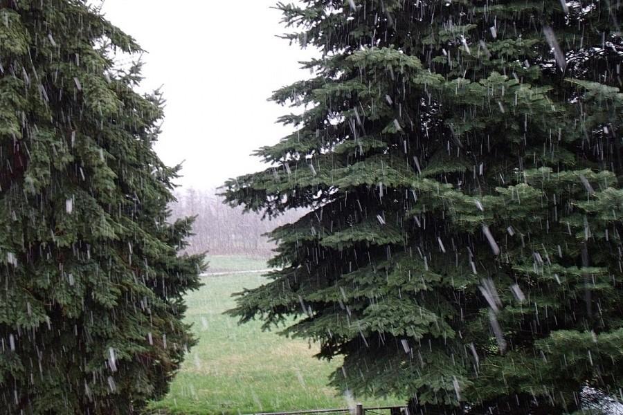 Pada śnieg