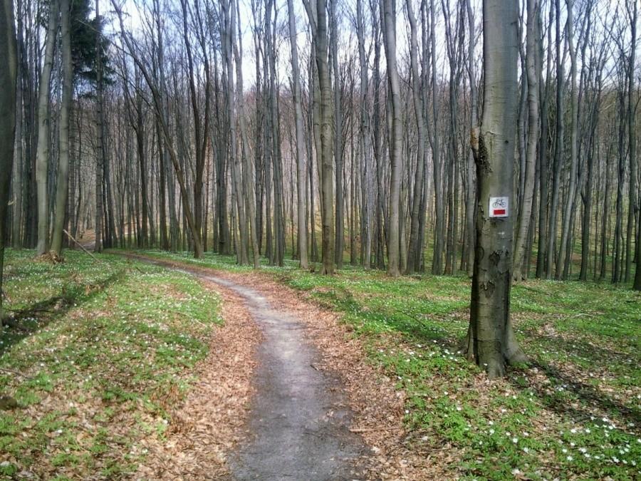 Szlak Orlich Gniazd
