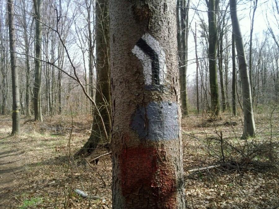Szlak Orlich Gniazd
