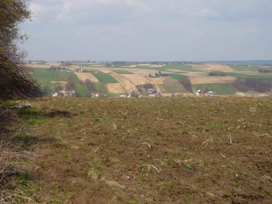 Znów pola