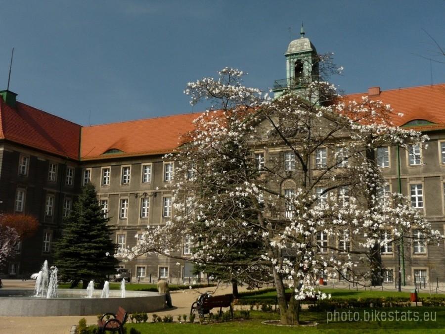 Kwitnąca magnolia przed UM w Bytomiu