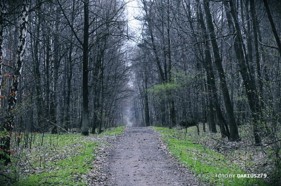 Sosnowiec - Las zagórski