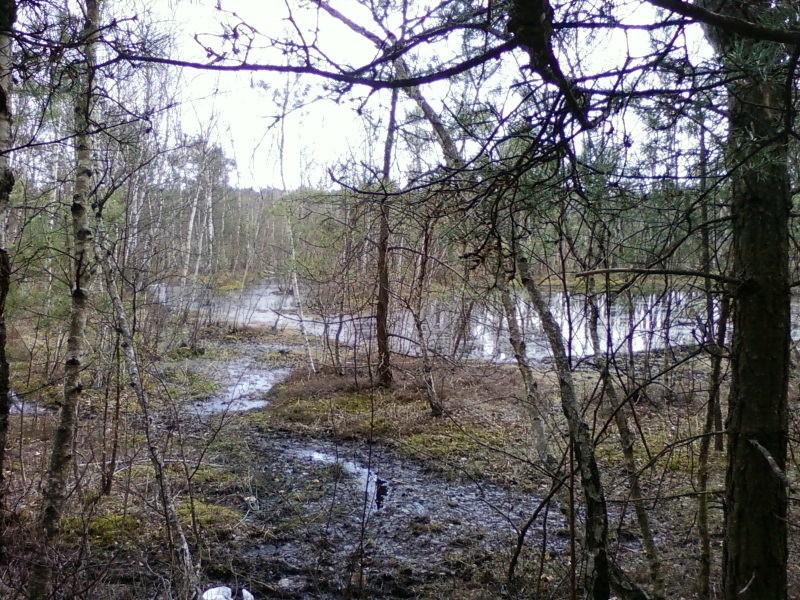Torfowisko Rąbień
