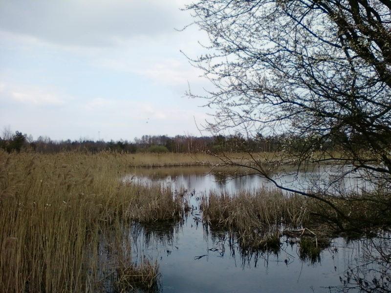 Torfowisko Rąbień