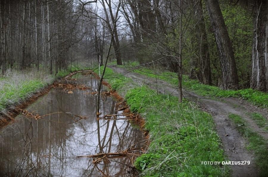 Sosnowiec - Las zagórski