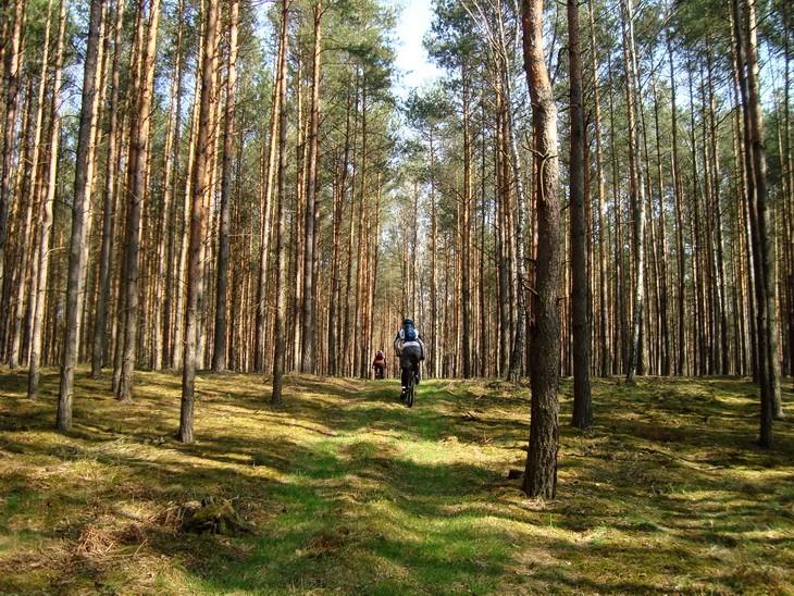 Puszcza Pilicka