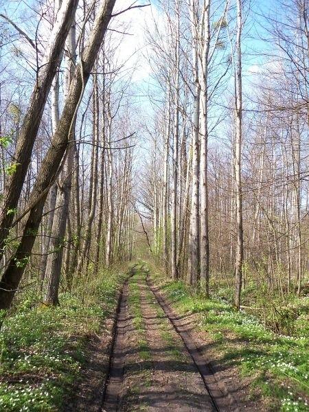 Żółty szlak do Dąbrowy