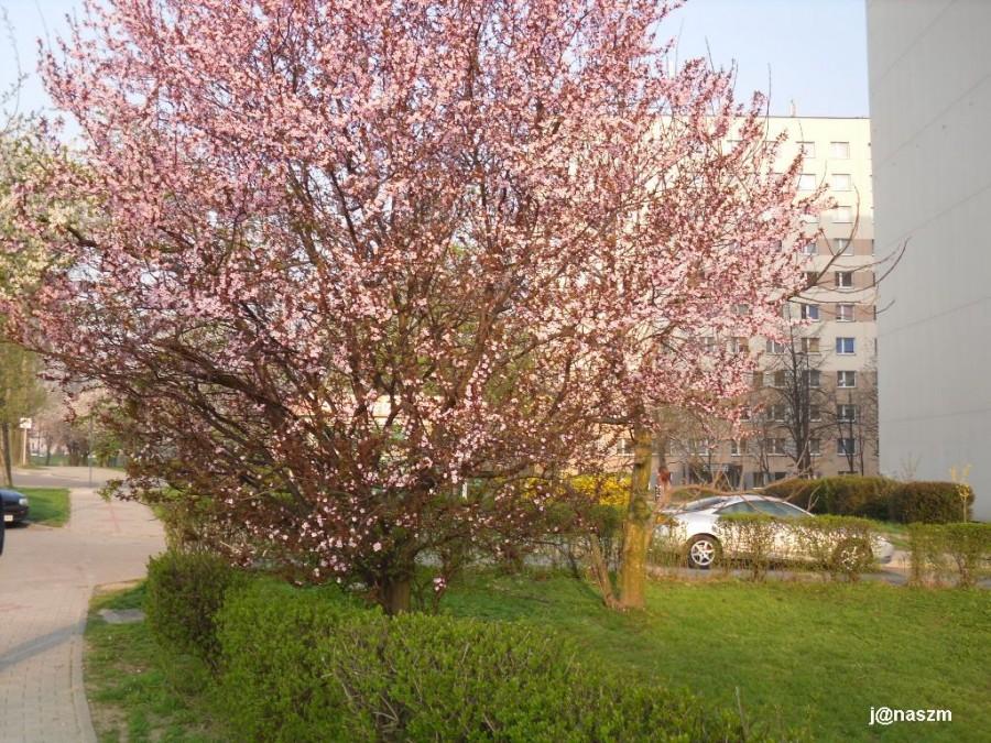 Różowe kwiecie w porannym słońcu