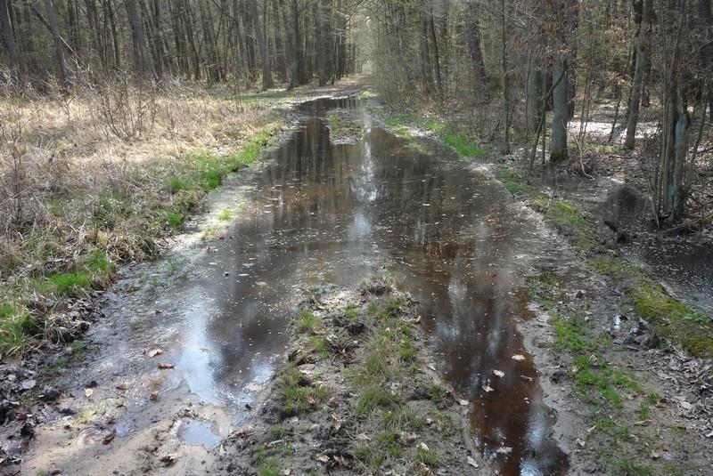 Rezerwat Skulskie Dęby-zalana droga