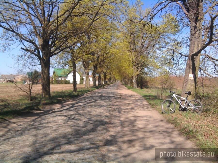 Trakt Gnieźnieński (Bednarski)