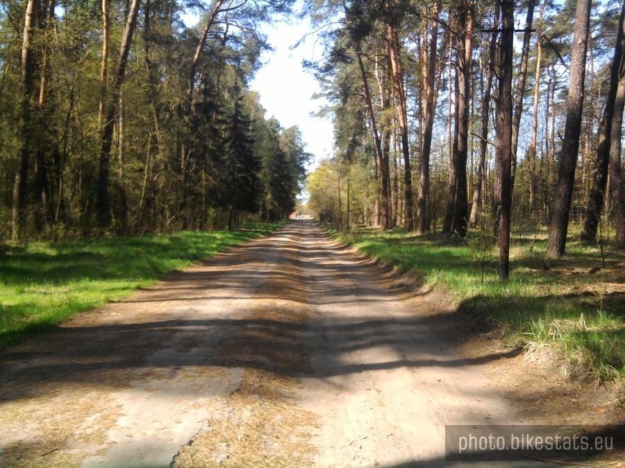 Leśna droga do wsi Rakownia