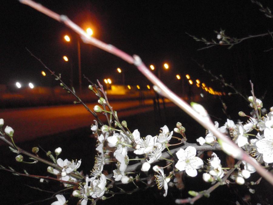 Wiosna nocą