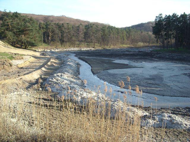 Staw Amerykan