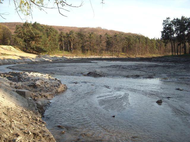Staw Amerykan