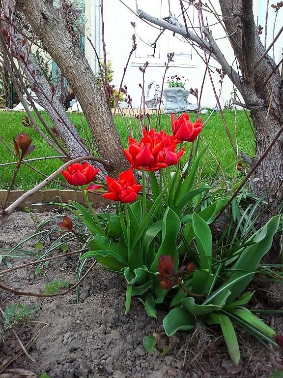 Kwitnące tulipany