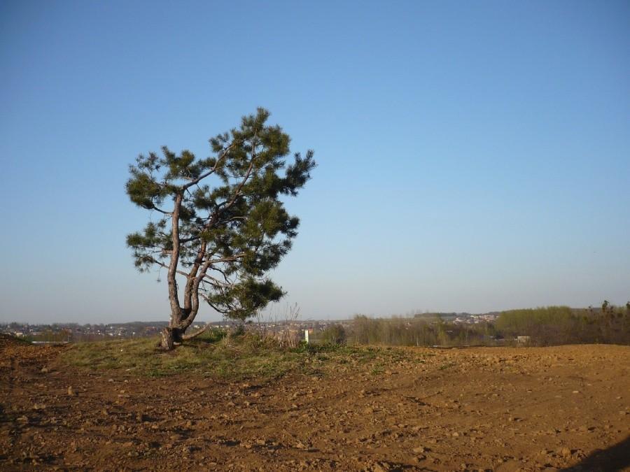Samotnik