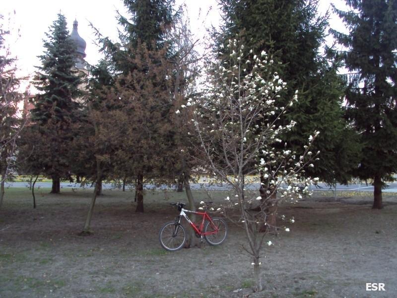 Magnolia