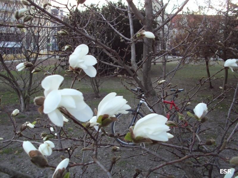 Magnolia