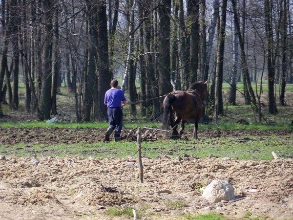 Prace polowe z użyciem konia :) - coraz rzadszy widok.