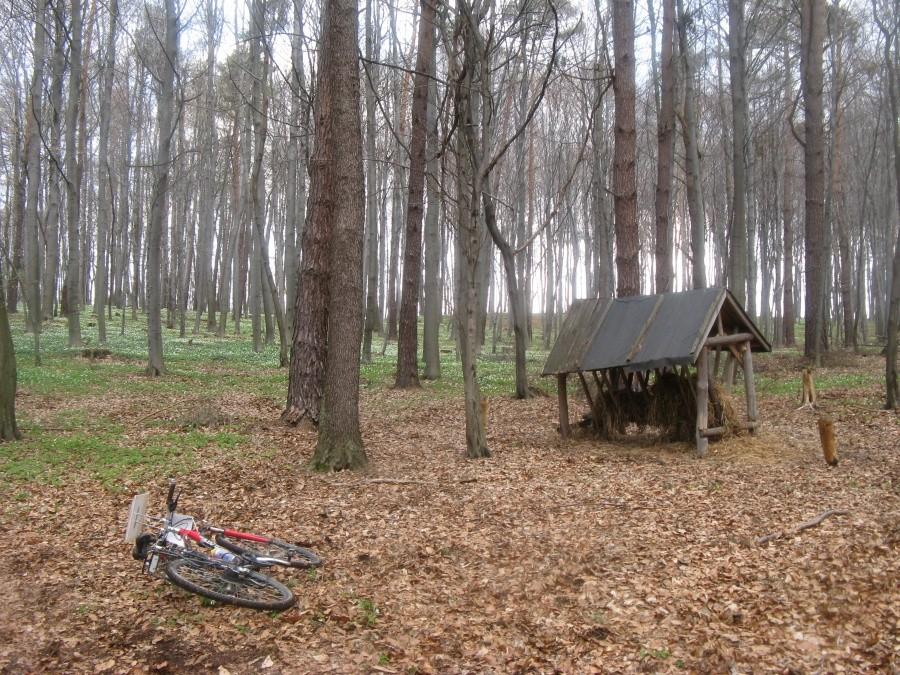 Na punkcie - "paśnik w lesie"