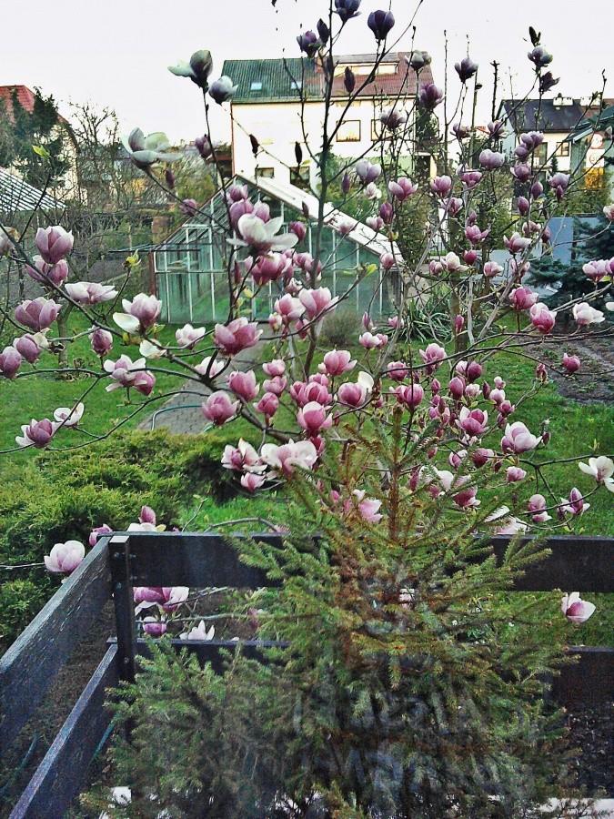 Magnolia w ogrodzie
