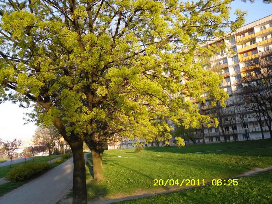 Wczesny poranek