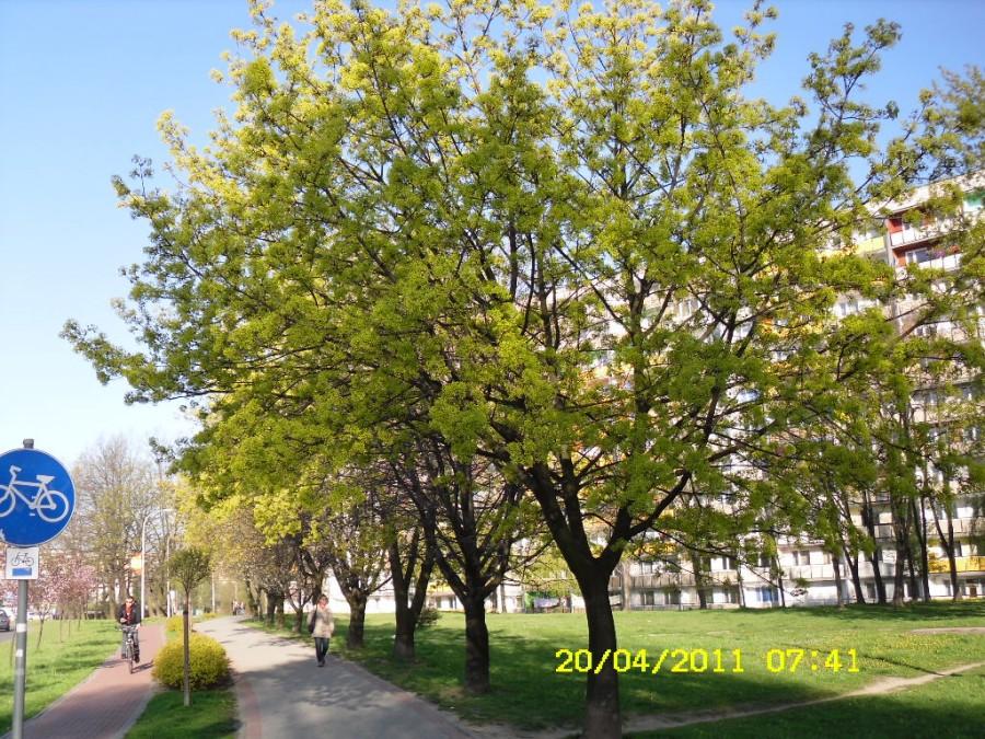 Rowerem o poranku