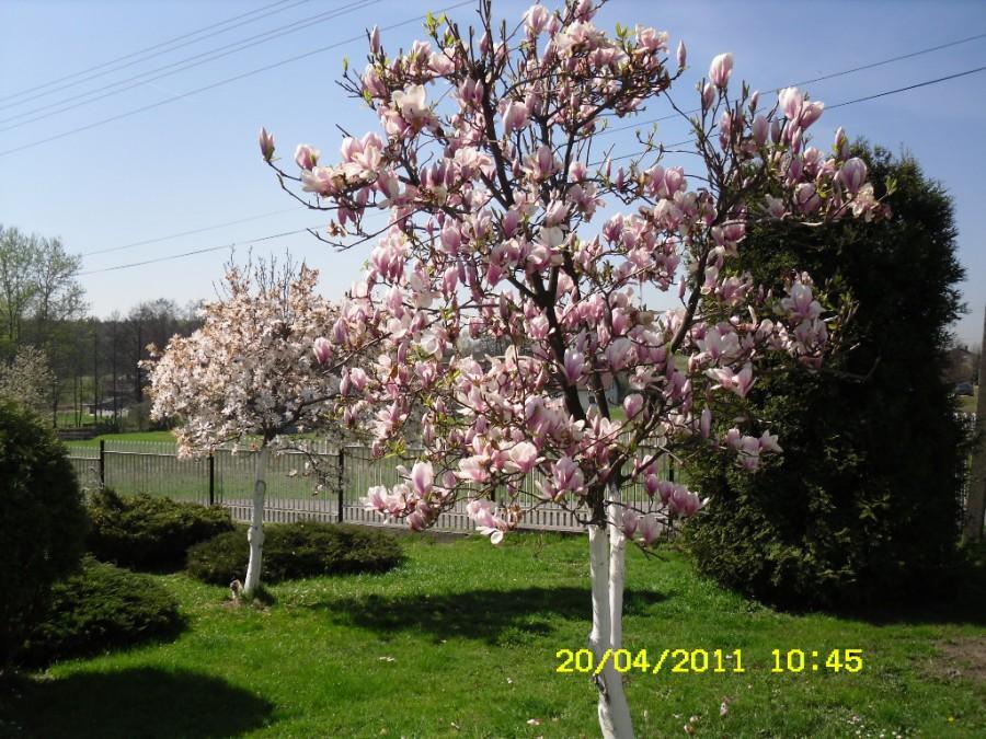 Magnolia