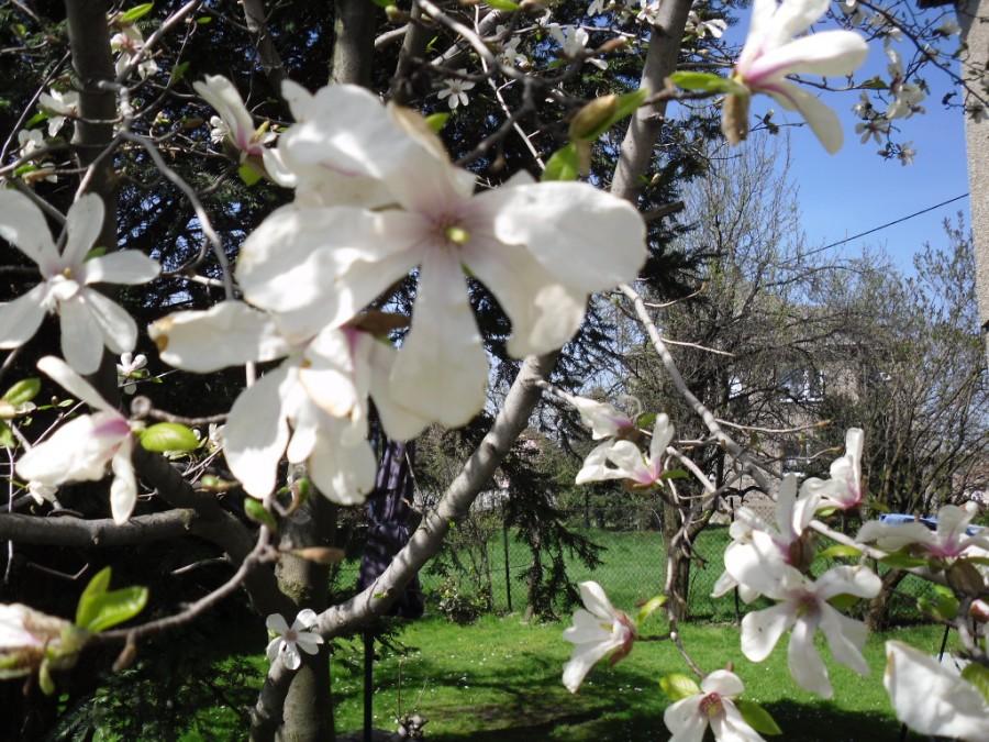 Kwiaty magnolii