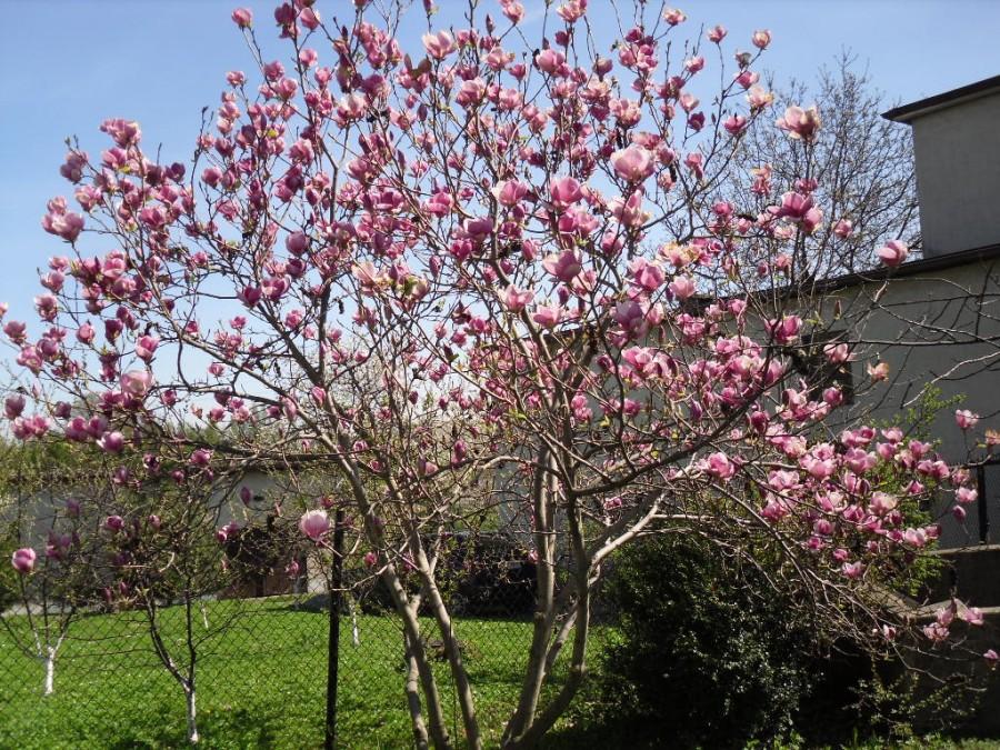 Różowa magnolia