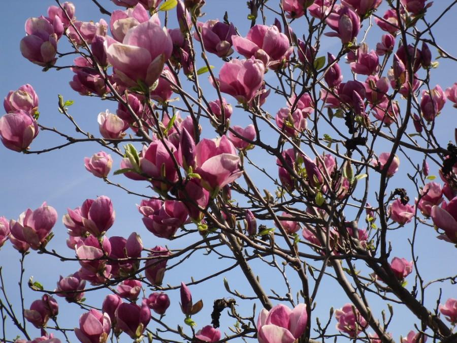 Czas na magnolie
