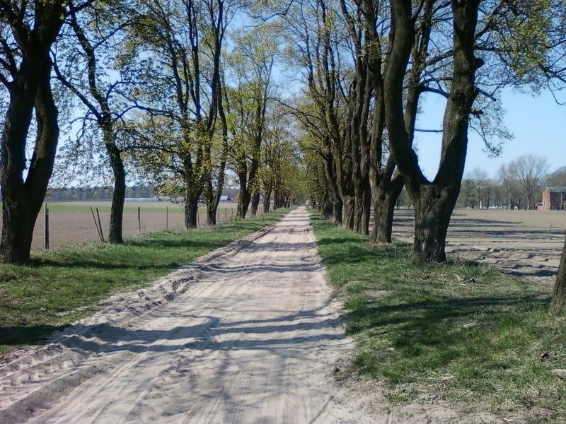 Część klonowa alei