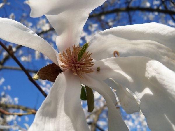 Kwitące magnolie