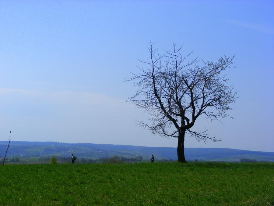 Moje ulubione drzewko na szczycie:)