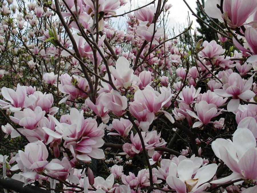 Magnolie Babickie