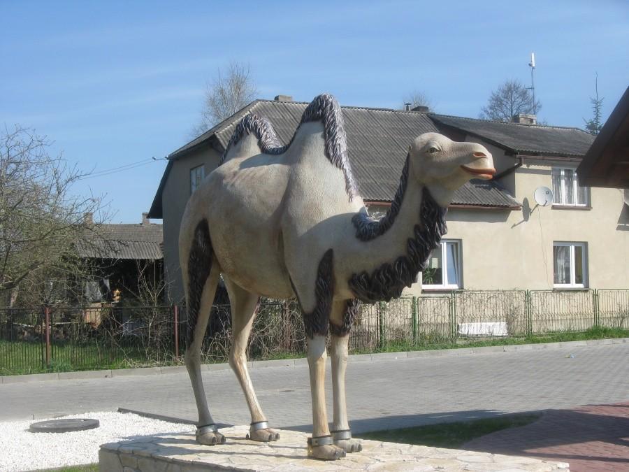 Wielbląd