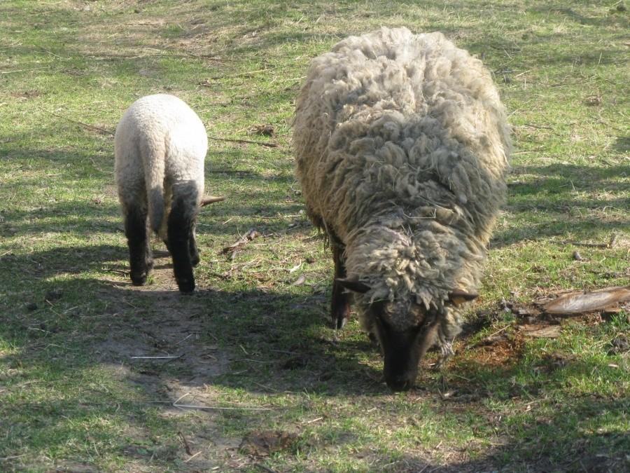 Pasące się sweterki