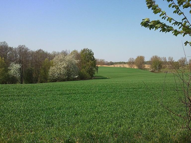 Na polach wiosna w pełni