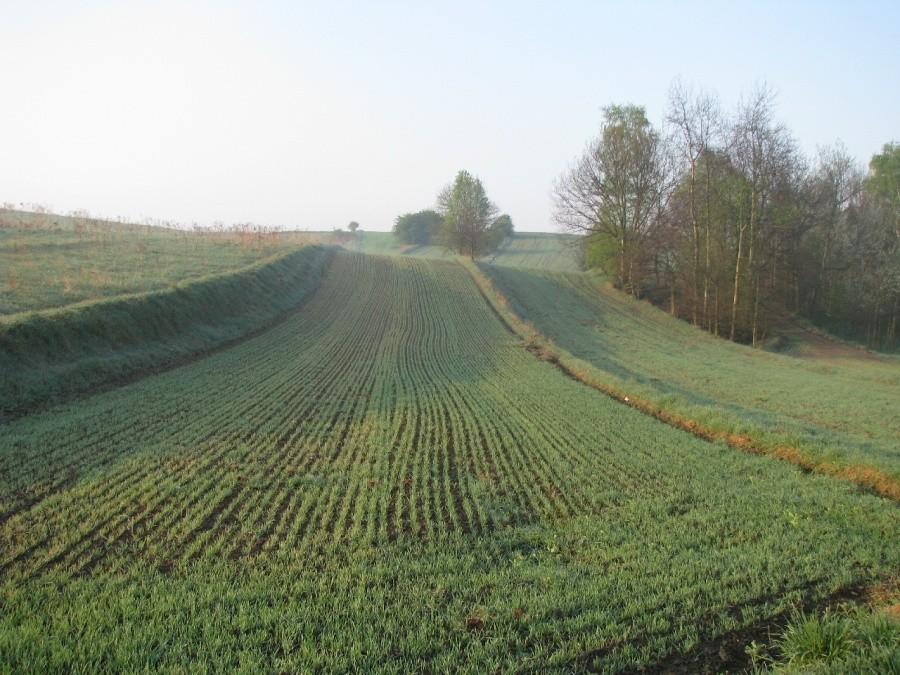 Krzywe to pole...