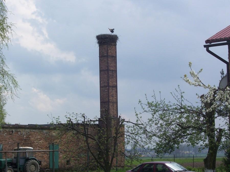 rodzina bocianów
