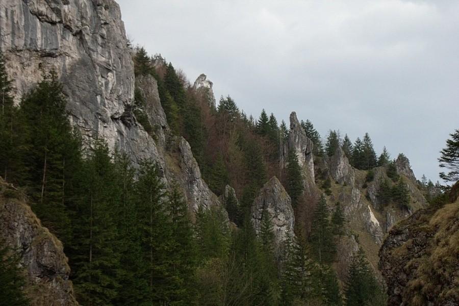 Widoczek