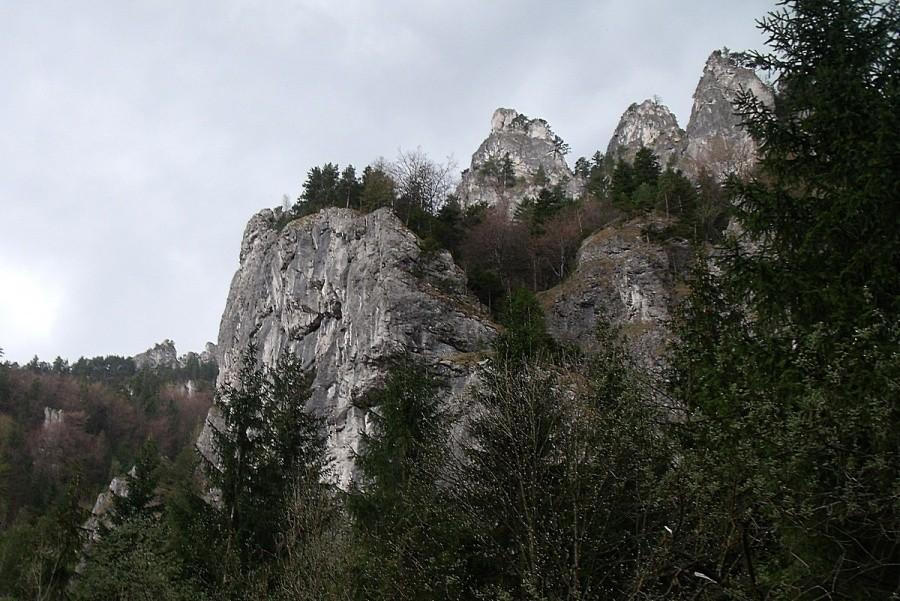 Duży ząbek