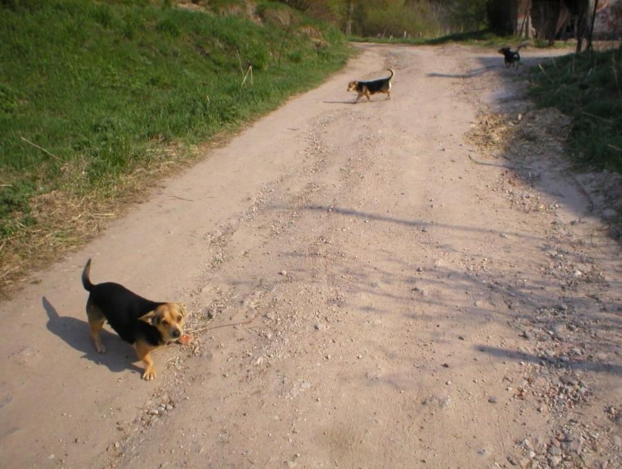PILONA-CZWORONOŻNY KOMITET POWITALNY (NA PODJEŹDZIE :-)