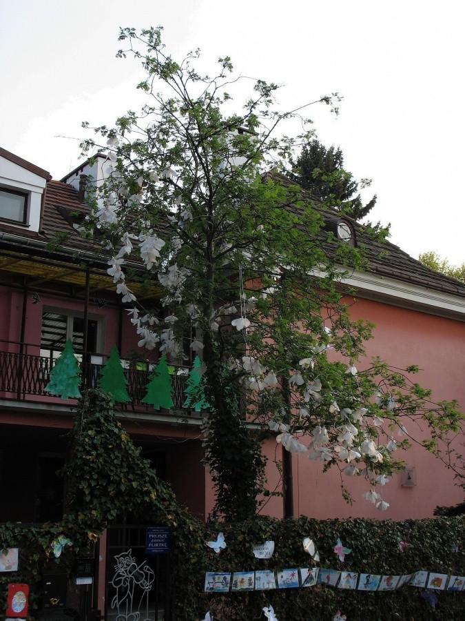Jarzębina jak magnolia