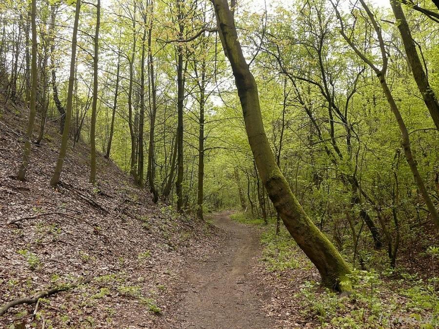 Doły Piekarskie