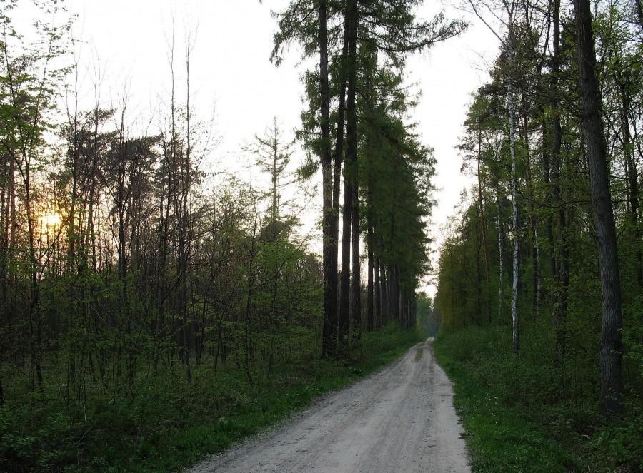 Modrzewie w Chojnowskim Parku Krajobrazowym