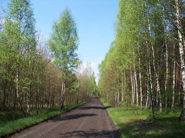 Szutrówka do Rybitwy