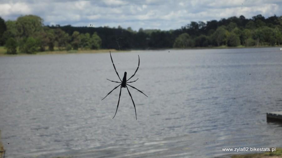 Spiderek