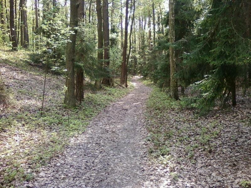 Leśna ścieżka